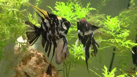 Do Angelfish Fight And 6 Ways To Make Them Stop .